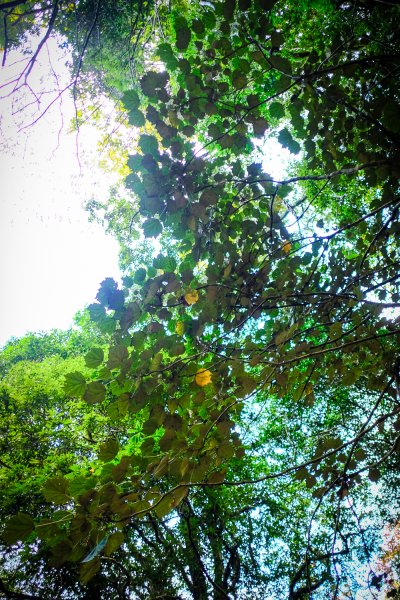 [冬訪大霸聖山岳參行]-大鹿林道東線榆金楓紅與九九山莊精選輯2974702