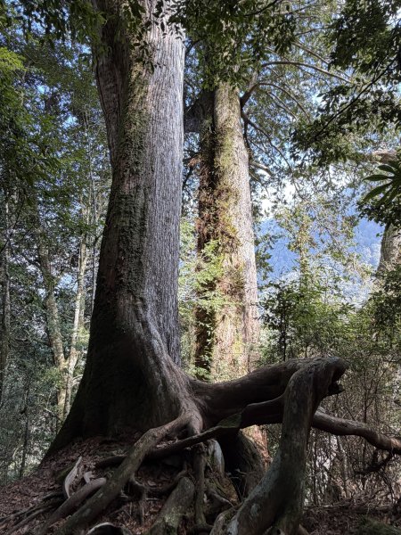 鎮西堡巨木步道B區全段+A區部分3008534