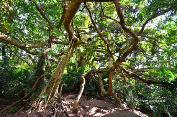 【台東】鸞山森林博物館.鸞山部落生態之旅1-發現會走路的樹