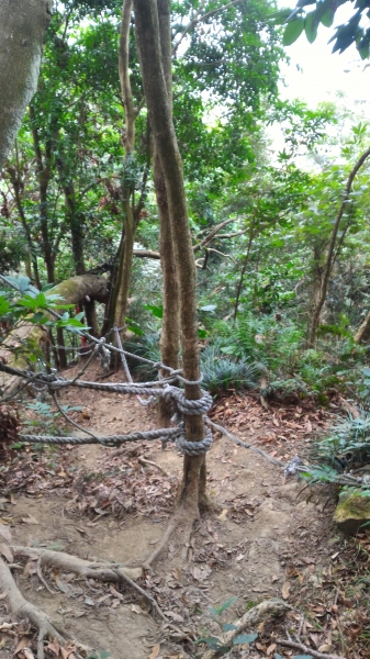 [台南.南化]龍麟山步道--登王爺崙山.賞龍麟奇岩92238