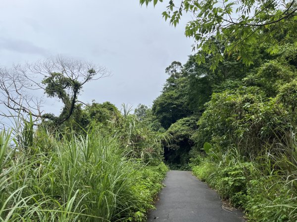 [微笑山線_第三段] 2025_0720 鳶山山系_鳶尾山2843634