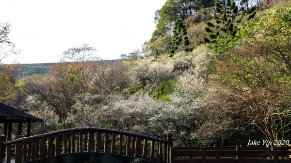 石門水庫梅景美景799268