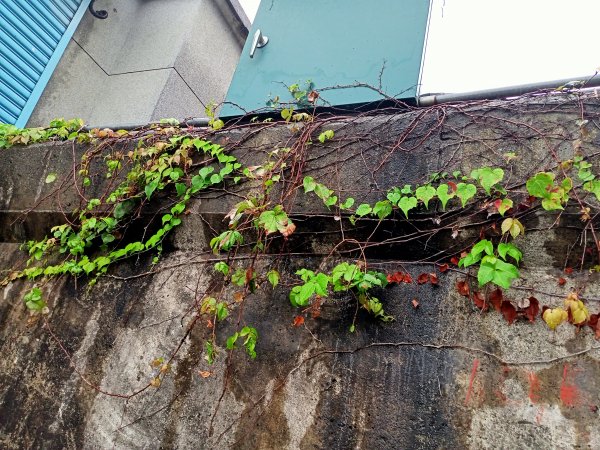 基隆河右岸尋花問草2091158