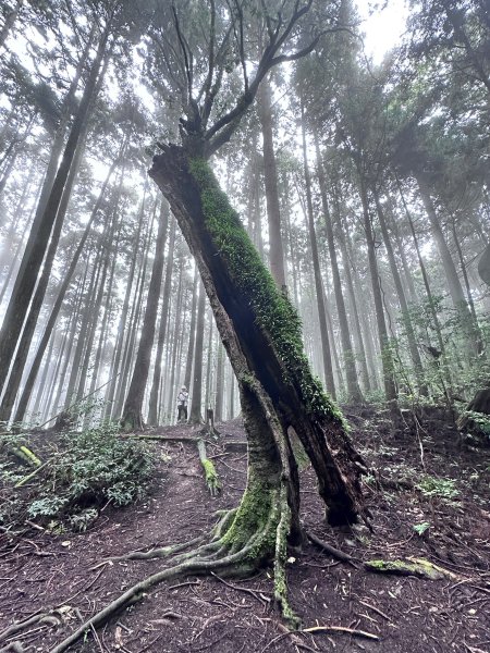 絕美柳杉林民都有山涼爽舒適2604524