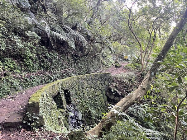 魚路古道上擎天崗賞芒花2318256