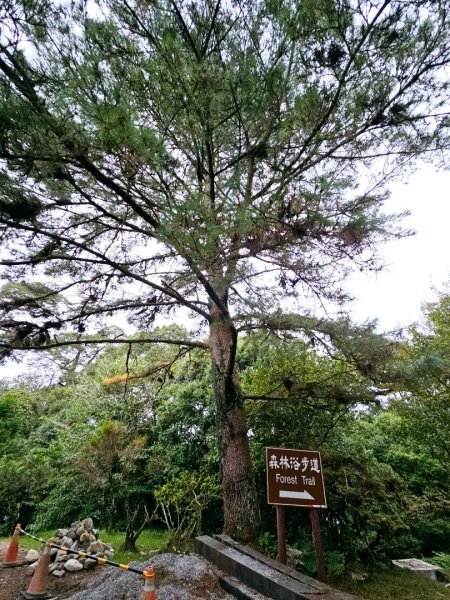 大雪山森林遊樂區森林浴步道-(台中)臺灣百大必訪步道2655174