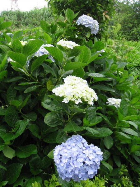 小百岳NO.5觀音山 牛港稜步道  硬漢嶺   楓櫃斗湖登山步道2126780