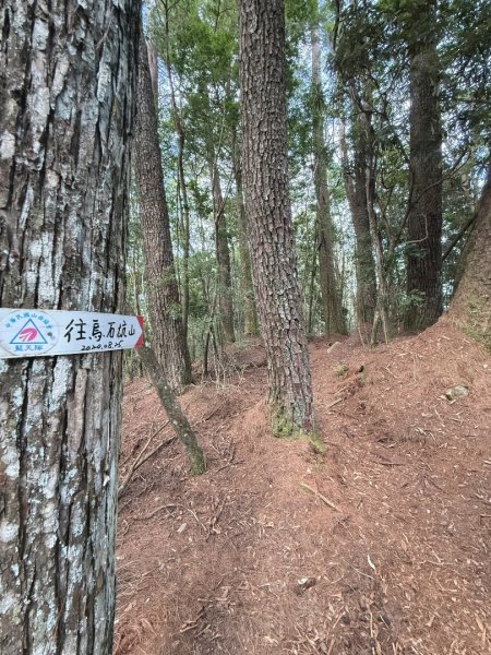 船型山林道賞雲海、烏石坑山、2432峰 山景海景一次到位2929292