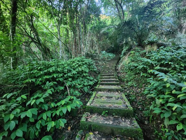 20240707馬胎古道2780976