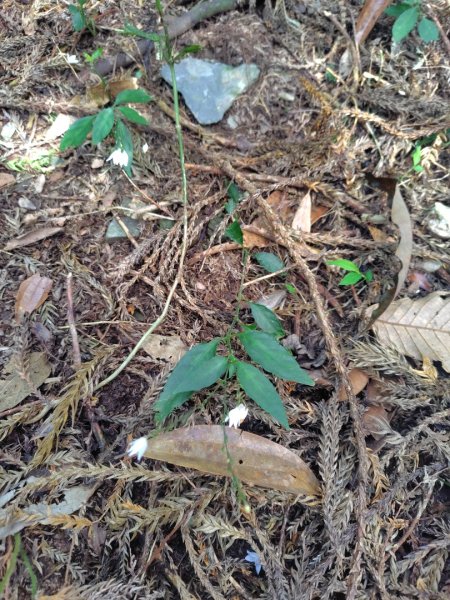 多納六秀 京大山2957532