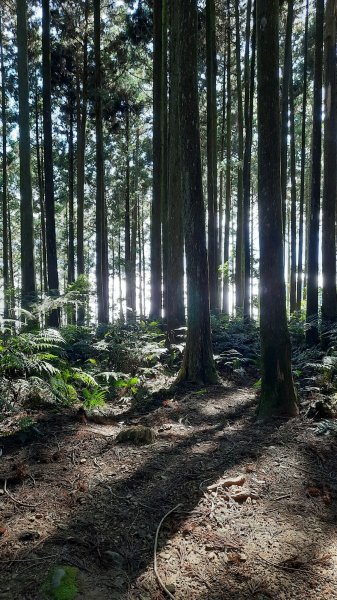 《新竹》幸福雲海｜鵝公髻山步道X山上人家202211051900109