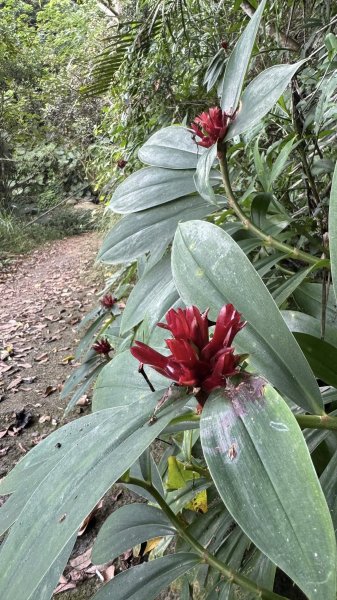 20251025 小百岳竹子尖山及刣牛湖山2925009