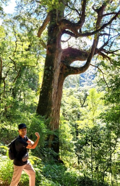 【中級山】插天山的奇幻世界，赫威山，赫威神木群步道2741298