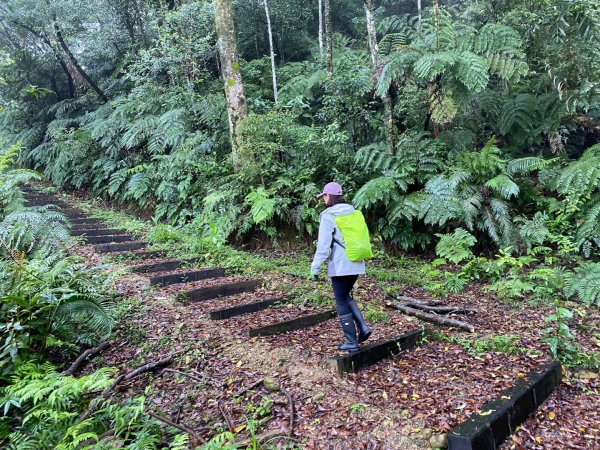 烏來大桶山登山步道1346331