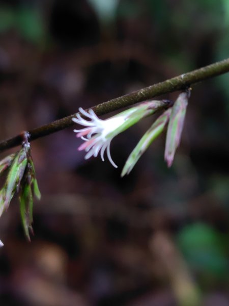 橫沙笛/橫嶺山、沙蓮山、笛吹山2799252