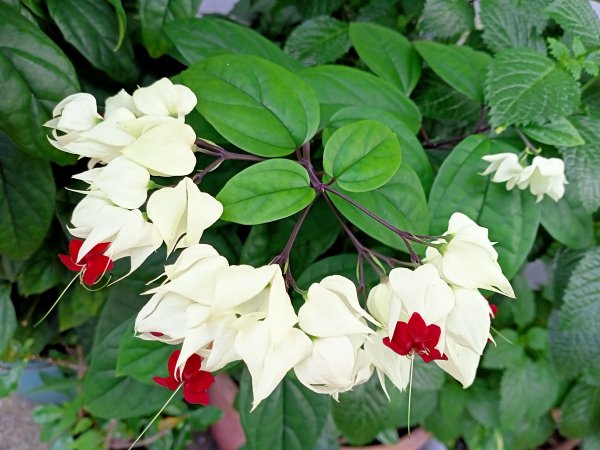 內湖文德三號公園、瑞陽公園《花之饗宴》1903234