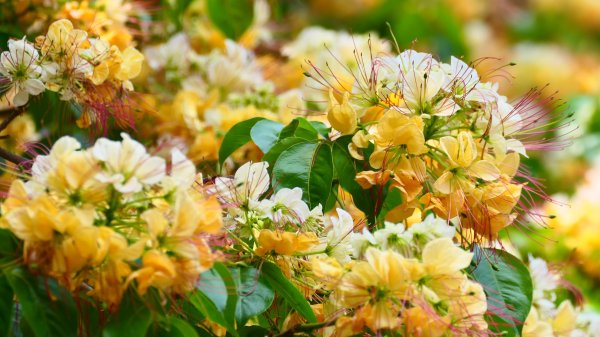 加羅林魚木,松菸文創園區3038152