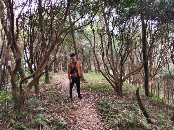 土城天上山，大暖尖山，猴洞，清水石門山，桐花公園，賞螢步道，承天禪寺，桃園福源山1645624