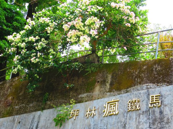 2018涼一夏步道：坪林金瓜寮溪觀魚蕨類步道334440