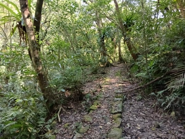 坪林區楣子寮尖+土地公遺址+火燒寮古道+枋山坑古道+枋山坑崙O型2985701