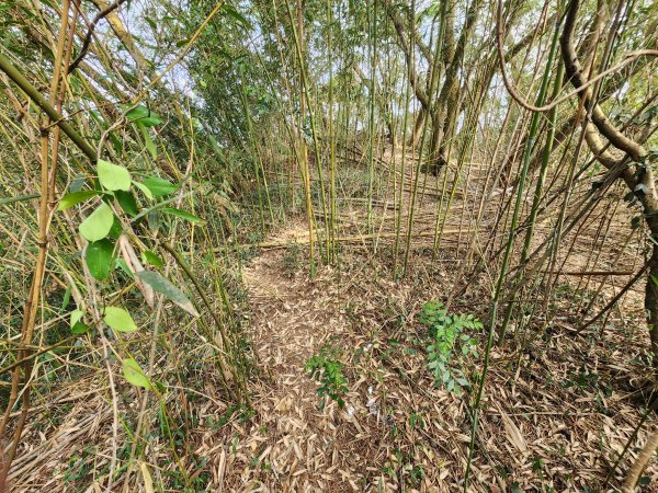 20260223柯子湖山菜堂山尖山沙湖壢山與寶山水庫基石3012601