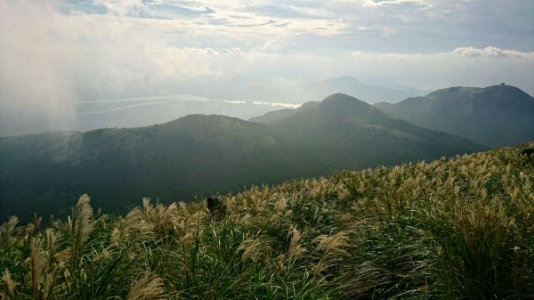 2016大屯山芒花119390