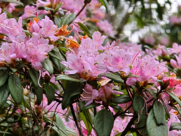 終於看到1000元背面的山景登頂玉山北峰／前峰2495830