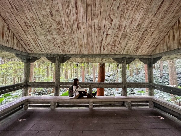 溪頭天文台 空中走廊 神木林道 賞鳥步道2486074