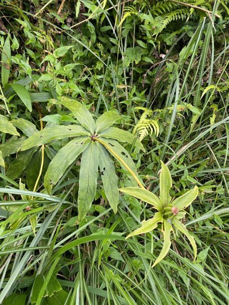 朝聖抹茶 Day 1 來去抹茶山3055400
