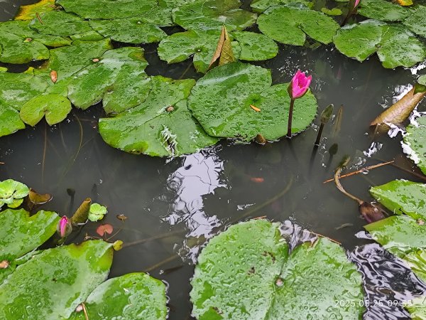 小金面山→西湖山→論劍山→剪刀石山→金面山步道2796818