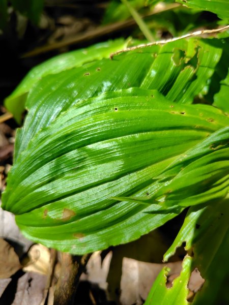 九彎仔步道2816558