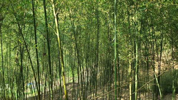 2022-0406 大崎頭步道_瑪礁古道_2號碉堡_內雙溪古道山路_北五指山_高頂山_荷蘭古道1665066