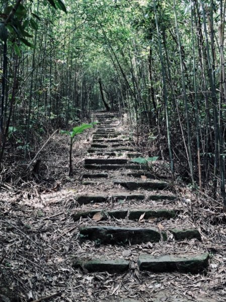 關刀山步道 之 宮崎駿式的浪漫🌹1489202