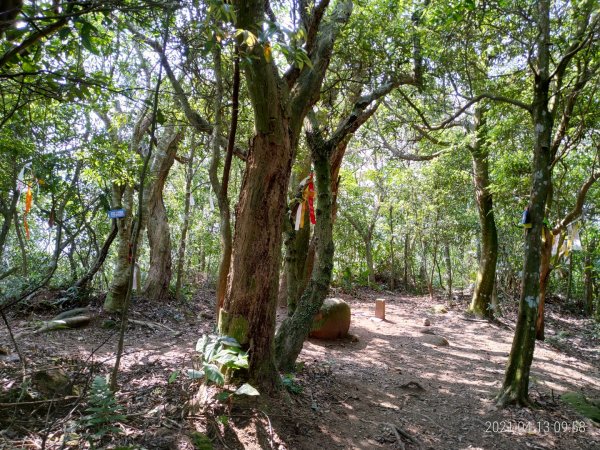 [新竹芎林]飛鳳山~芎蕉窩山...大板根1348049