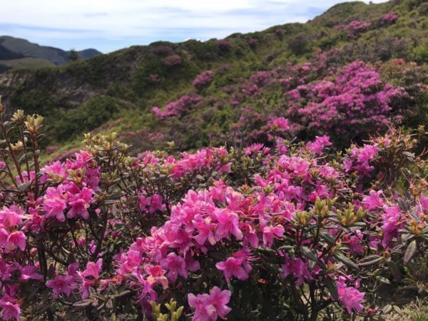 1070526合歡北峰杜鵑花343299