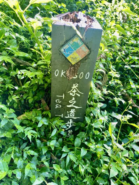 頂石棹步道、迷糊步道、福山古道悠遊    2023.8.242262415