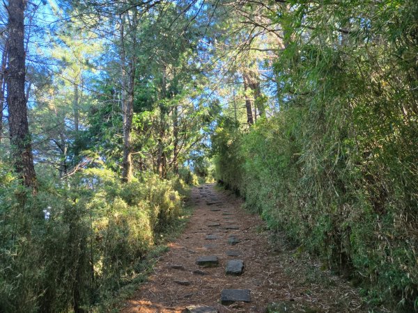 麟趾山、鹿林山、鹿林前山三山縱走2630034