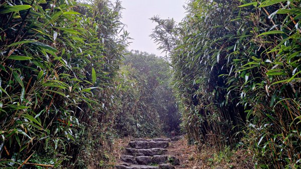 20251019 苗圃-七星山-小油坑2921119