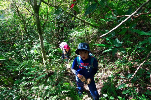 煤源登內鳥嘴山728964