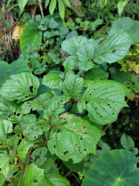 九芎頭步道-雲頂步道-二延平步道-二延平山-茶霧之道2773817