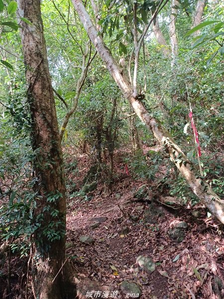 【高雄甲仙】沒有朵朵白雲。 小百岳集起來。 編號69小百岳-白雲山步道1713247