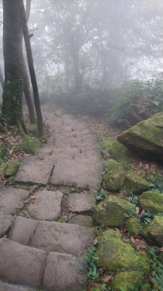 溪頭天文台登山步道、神木步道1523932