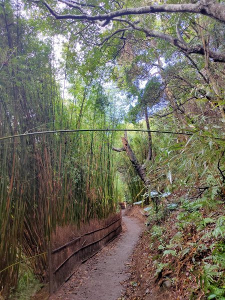 橫嶺古道 湖山國小步道1194208