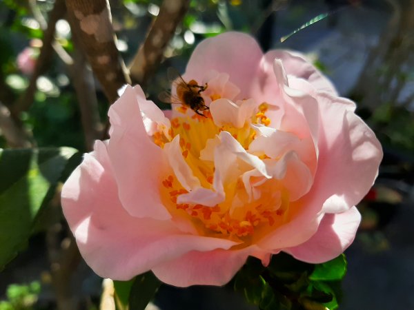 粉粉三色櫻、木蓮花、山茶花爭奇鬥艷814421