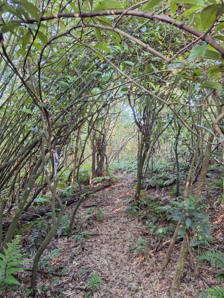 冬山梅花湖中山步道+大陂丘山202509292901675