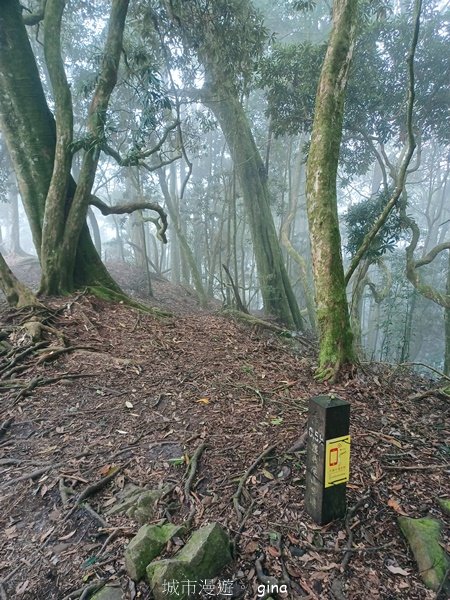 【台中和平】迷霧山林。 谷關七雄~屋我尾山(大雪山北登山口)2339072