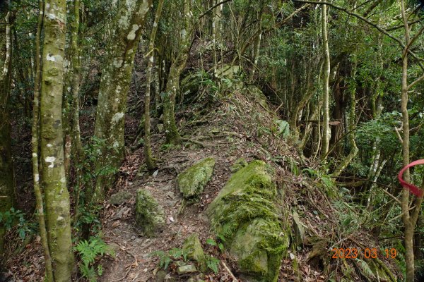 新竹 五峰 比林山、大窩山、鳥嘴山2080236