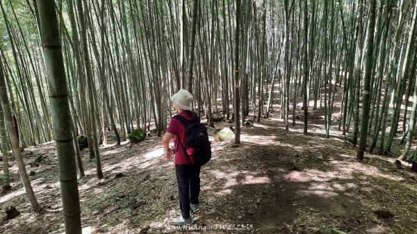 《南投》溪頭三秀｜溪頭山竹崙山志騰山O繞樟仔林林道202509212893462