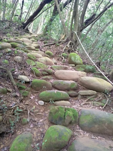 蓮華山步道上蕨類地毯1600964