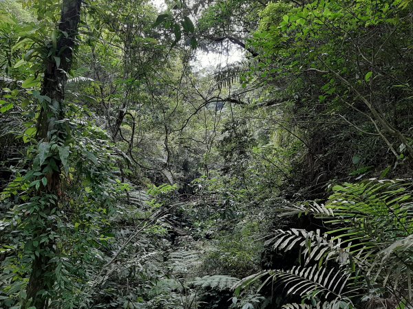 【跟著寶寶漫步參山】獅頭山五連走1135985